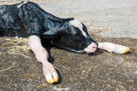 Newborn calf. Stock Photos