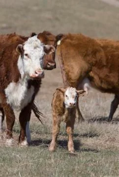 Newborn Calf Stock Photos
