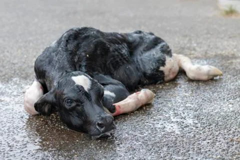 Newborn calf. Stock Photos