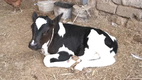 Newborn calf sit on ground Stock Footage 158382957