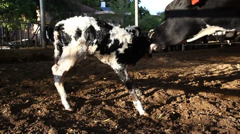 A newborn calf stands up first time after birth 스톡 동영상 32074489
