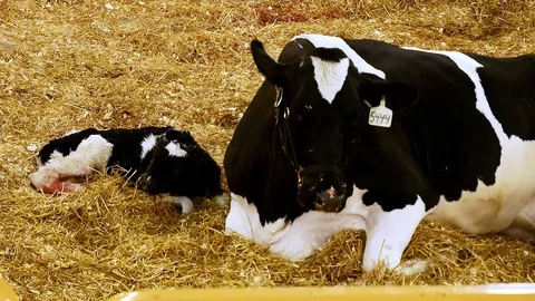Newborn calf stands up for the first time. Holstein mother milk cow helps. Stock Footage 122681377