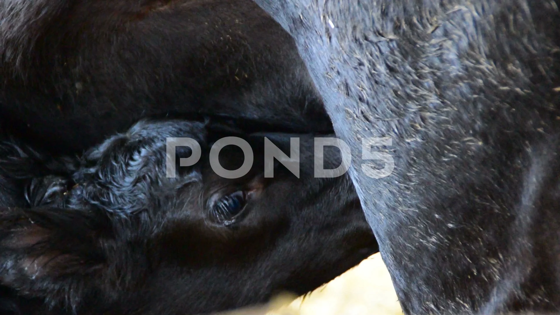 Newborn calf sucking milk mother cow