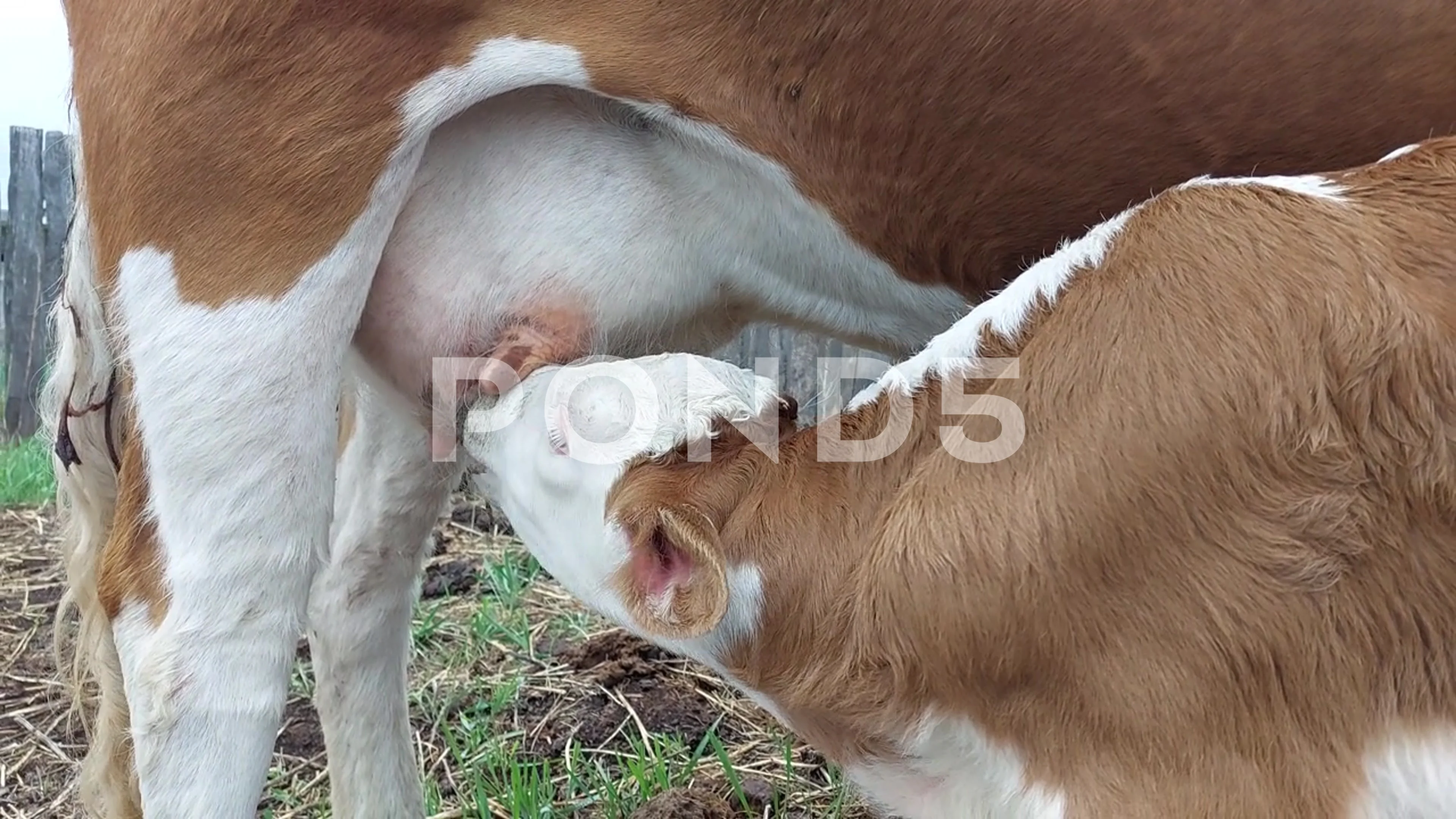 Newborn calf sucking milk from udder | Stock Video | Pond5
