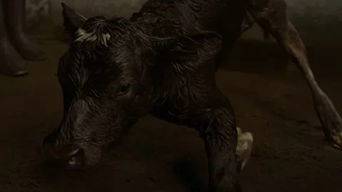 Newborn Calf Taking Its First Steps Stock Footage 331535311