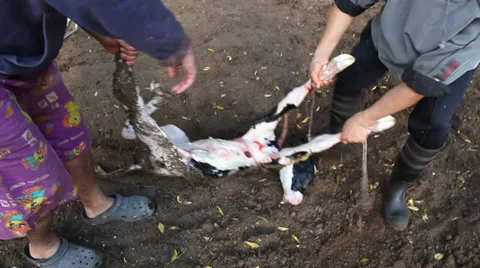 A newborn calf is treated to remove excessive liquids Видео 32018362