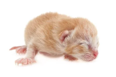 Newborn cat Stock Photos