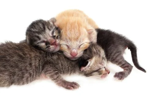 Newborn cat Stock Photos