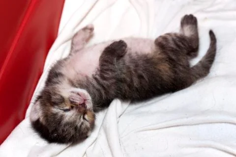 Newborn cat sleeping Stock Photos