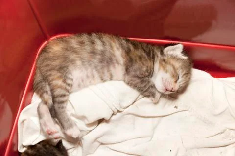Newborn cat sleeping Stock Photos