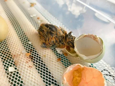 Newborn chick emerging from its broken eggshell, showing its wet, brown and Stock Photos