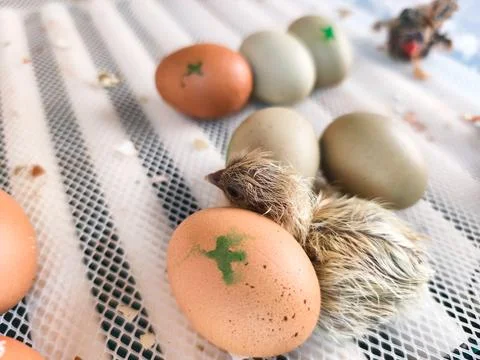 Newborn chick emerging from its eggshell, lying next to other incubating eggs on Stock Photos