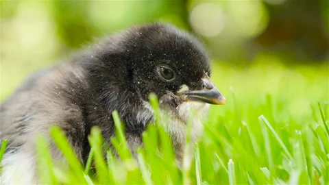 Newborn chick in the grass. Opens the beak Stock Footage 91442040