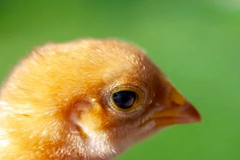 Newborn chick in the grass Stock Photos