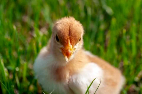 Newborn chick in the grass Stock Photos