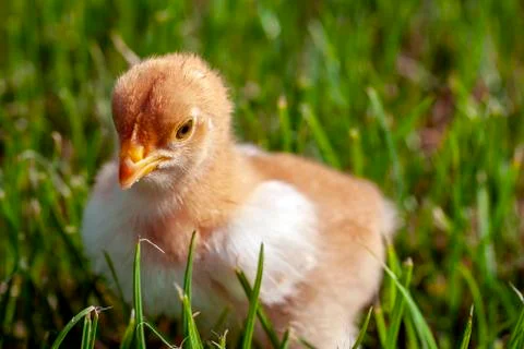 Newborn chick in the grass Stock Photos