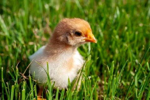 Newborn chick in the grass Stock Photos