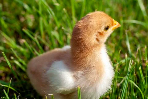 Newborn chick in the grass Stock Photos