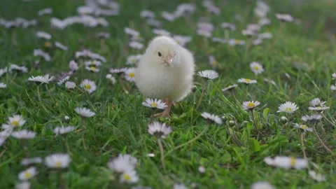 Newborn chick on green grass among blooming wildflowers Stock Footage 179464552
