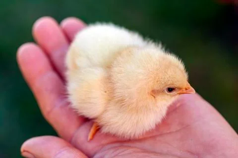 Newborn chick in a hand Stock Photos