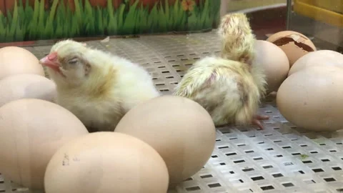 Newborn chick hatching from an egg in incubator Stock Footage 324666841