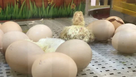 Newborn chick hatching from egg in incubator Stock Footage 324666910