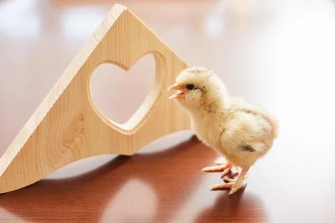 Newborn chick screaming Stock Photos