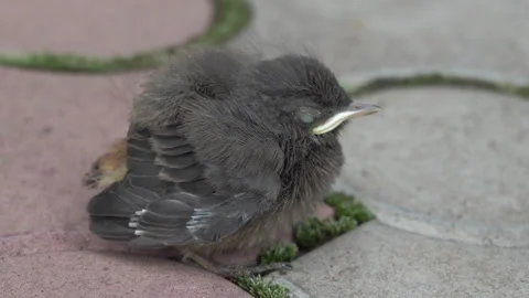 The newborn chick is shaking Stock Footage 265026858