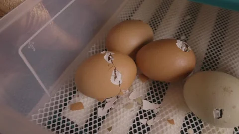 Newborn chick slowly breaking and pecking its way out of a brown eggshell inside Stock Footage 345524848