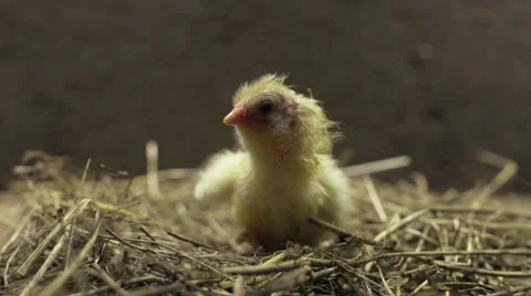 Newborn chick in a straw nest Stock Footage 48579711