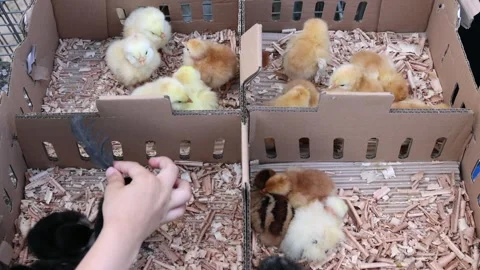 Newborn Chick Transport Crate Stock Footage 344874190