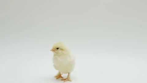 Newborn chick on a white background. Close-up Stock Footage 160074780