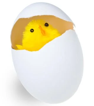 Newborn chicken in shell of egg Stock Photos