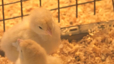 Newborn chickens in a cage. Stock Footage 115323889