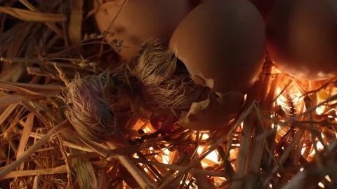 Newborn chickens in dry grass in shells Stock Footage 191025578