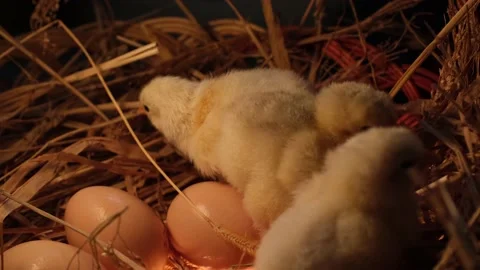 Newborn chickens in dry grass in shells Stock Footage 191025599