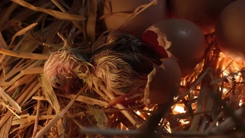 Newborn chickens in dry grass in shells Stock Footage 191026595