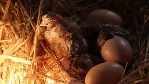 Newborn chickens in dry grass in shells Stock Footage 191027861