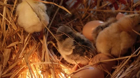 Newborn chickens in dry grass in shells Stock Footage 191029789