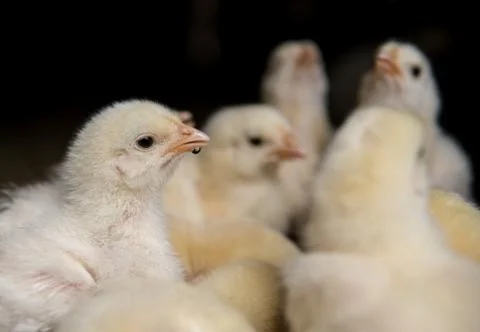 Newborn chickens Stock Photos