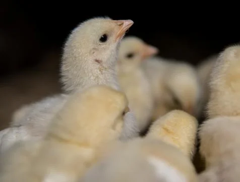 Newborn chickens Stock Photos