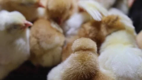 Newborn Chicks Close up Vídeo Stock 344874185