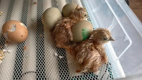 Newborn chicks emerging from their eggs, with some still resting on intact eggs Stock Photos