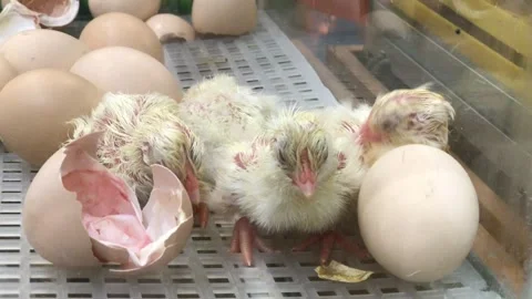 Newborn chicks hatching from eggs in an incubator Stock Footage 324667030