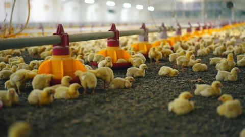 Newborn chicks inside the poultry farm. Automatic feeders and lots  Stock-Footage 161154585