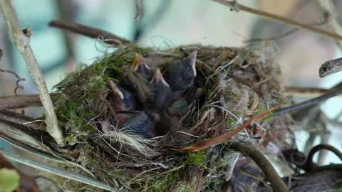 Newborn chicks in the nest. Stock Footage 132663285