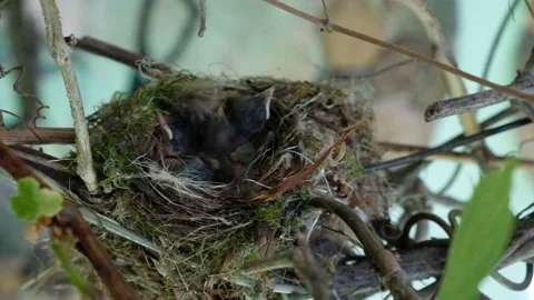 Newborn chicks in the nest. Stock Footage 132663309