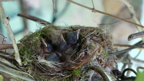 Newborn chicks in the nest. Video stock 132663540