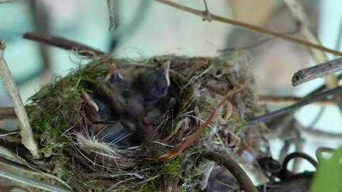 Newborn chicks in the nest. Stock Footage 132664026