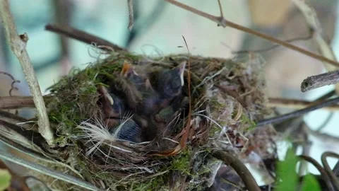 Newborn chicks in the nest. Stock Footage 132664141